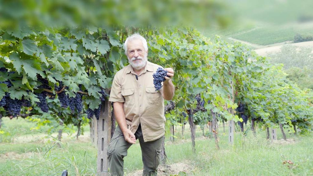 vendemmia